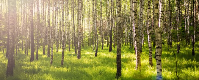 The Environmental Impact of Renting Items